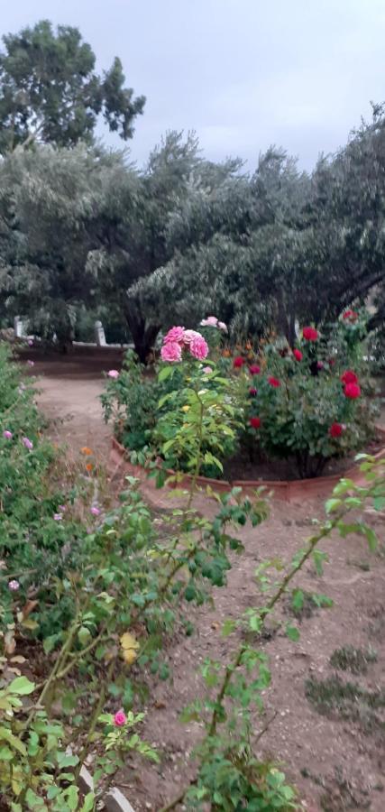 Daphne Studios Marathokampos